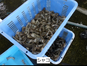 シャコ