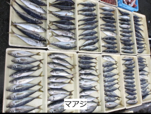 マアジ