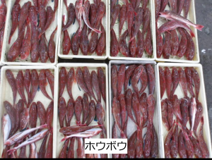 ホウボウ