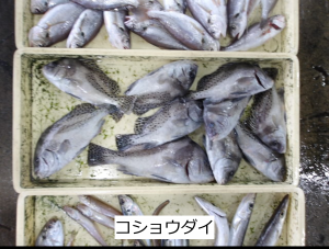 コショウダイ