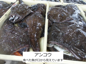アンコウ