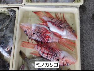 ミノカサゴ