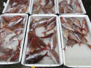 市場でのマダイの水揚げ