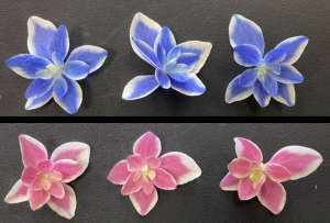 アジサイ「ハイドラ愛知1号」の装飾花