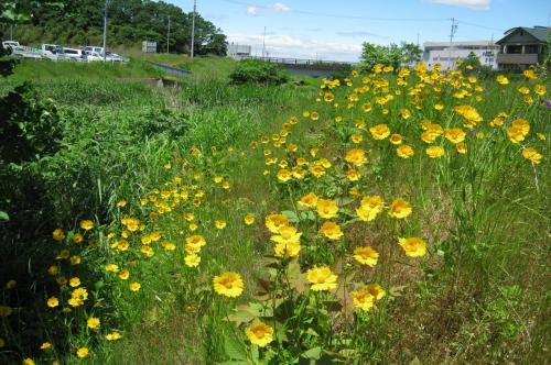 オオキンケイギク繁茂