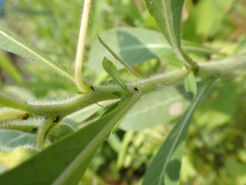 オオバナミズキンバイ茎
