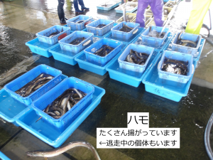 ハモ