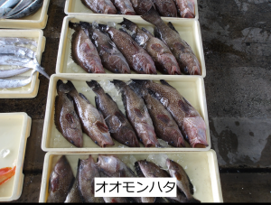 オオモンハタ