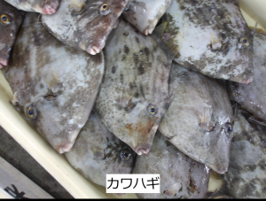 カワハギ