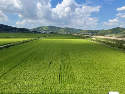大きくなった田んぼ