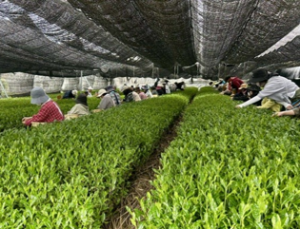 茶畑にて一斉に茶摘みをする様子