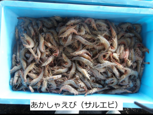 あかしゃえび(サルエビ)