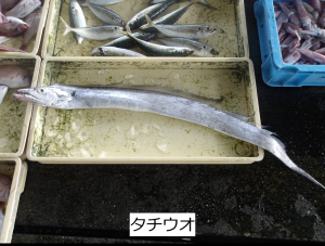 タチウオ