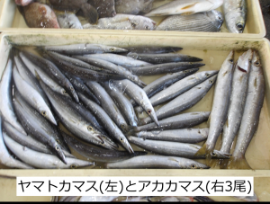 ヤマトカマスとアカカマス