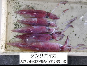 ケンサキイカ