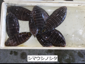 シマウシノシタ