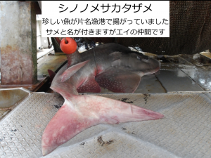 シノノメサカタザメ