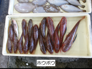 ホウボウ