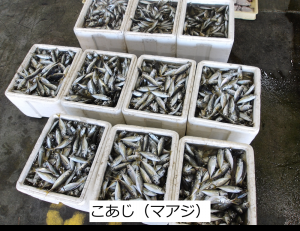 こあじ(マアジ)