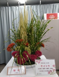 00 ケイトウ