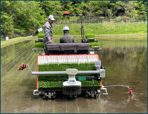 直進アシスト付き田植機によって田植をする様子
