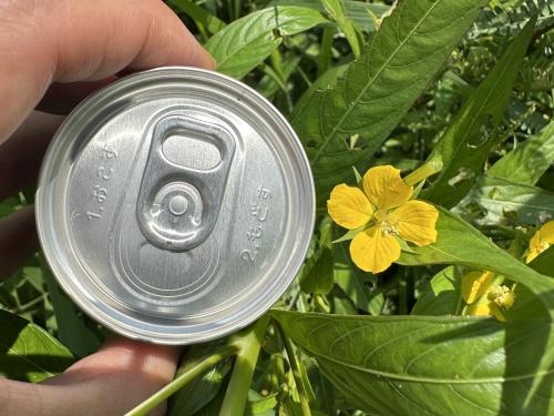 ヒレタゴボウとコーヒー缶の比較