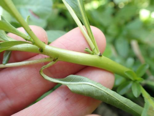 毛が無いミズキンバイの茎