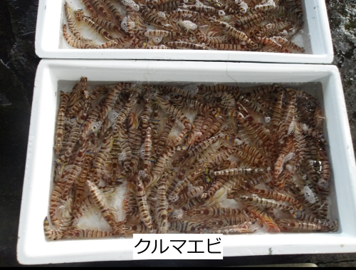 クルマエビ