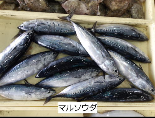 マルソウダ