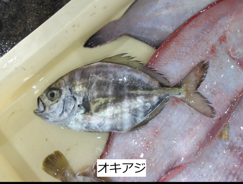 オキアジ