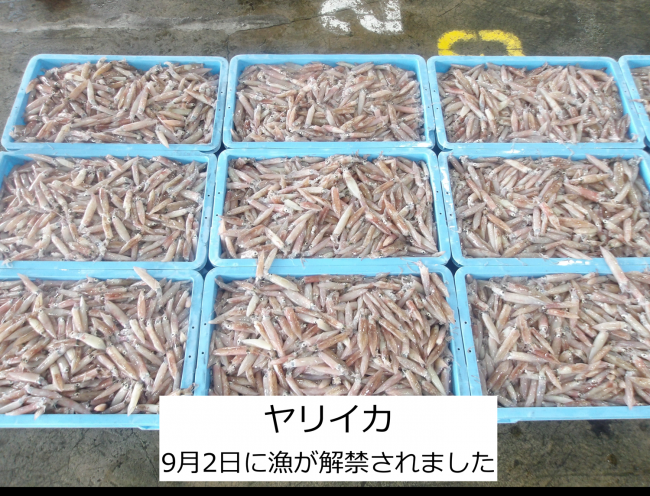 ヤリイカ