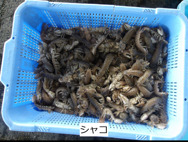 シャコ
