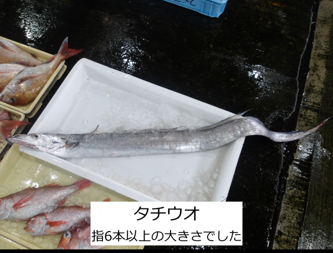 タチウオ