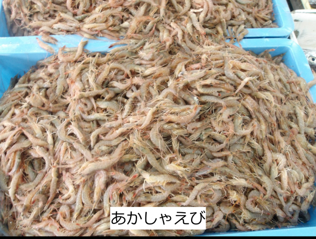 あかしゃえび