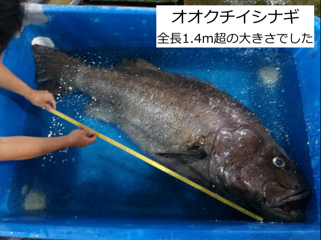オオクチイシナギ
