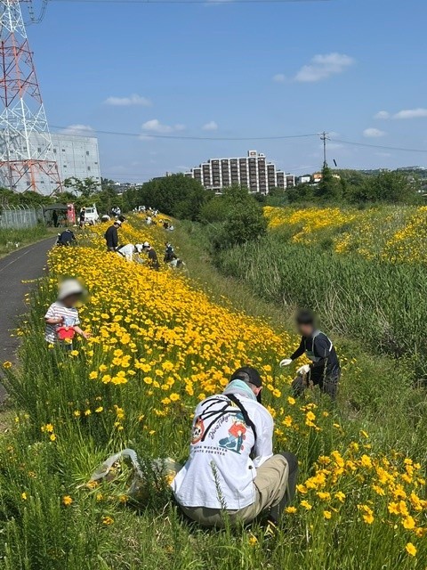 オオキンケイギクの駆除作業の画像