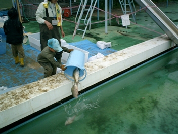 プールへ放流
