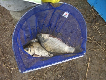魚の選り分け1