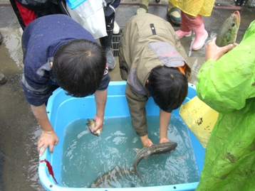 魚の選り分け2