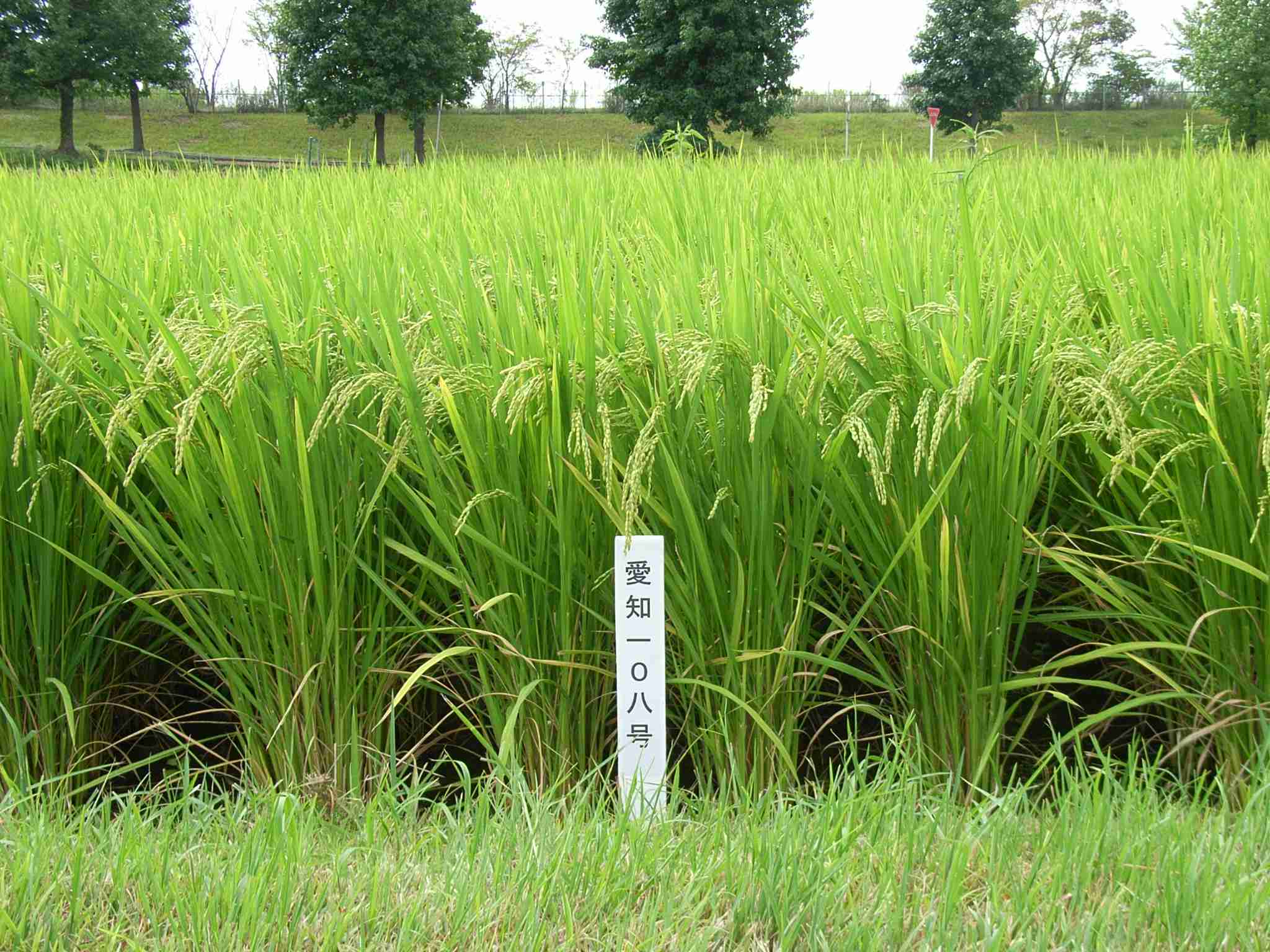 愛知108号の草姿