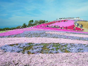 茶臼山芝桜