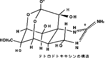 テトロドトキシンの化学構造