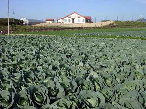 野菜です