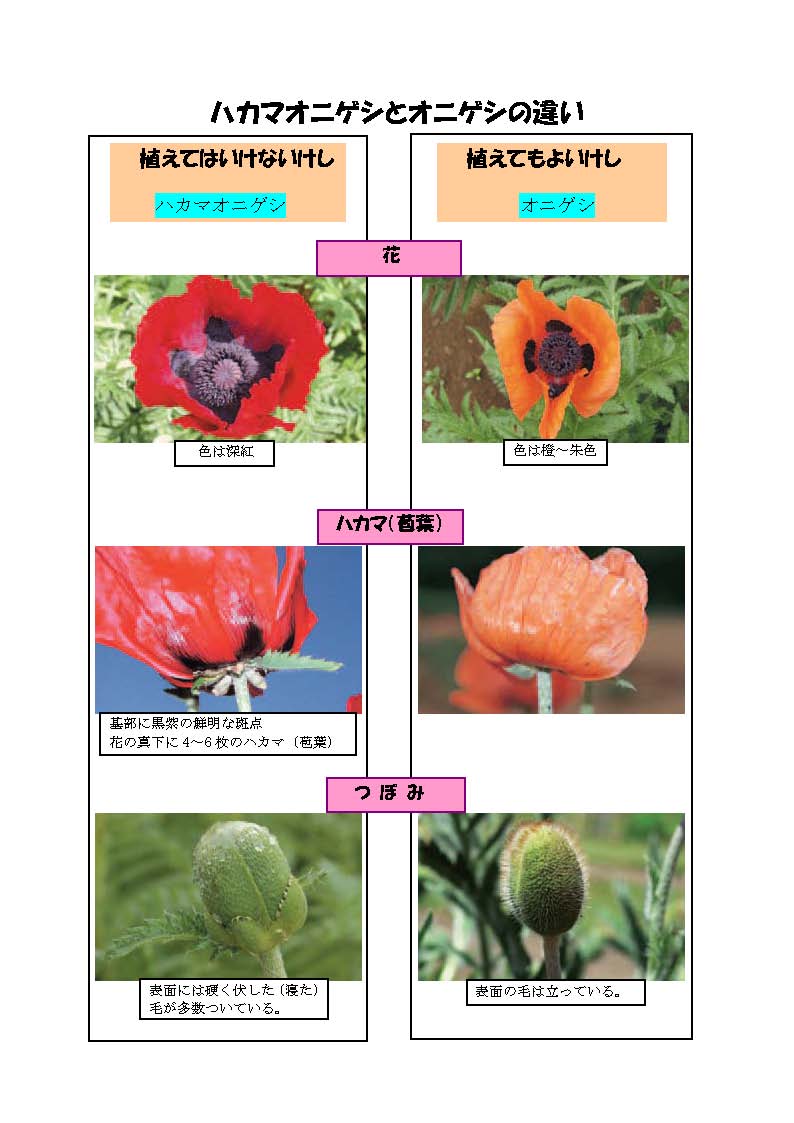 ハカマオニゲシとオニゲシの違いの画像