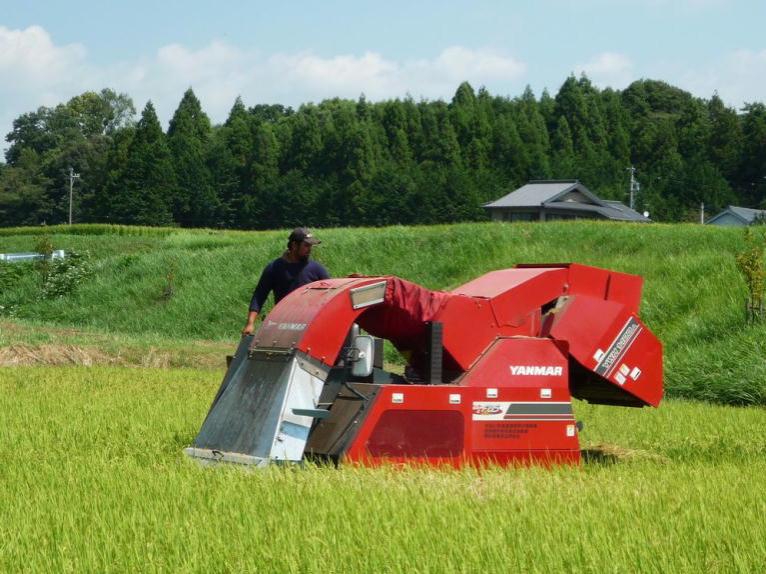 発酵用飼料用稲（WCS）の収穫