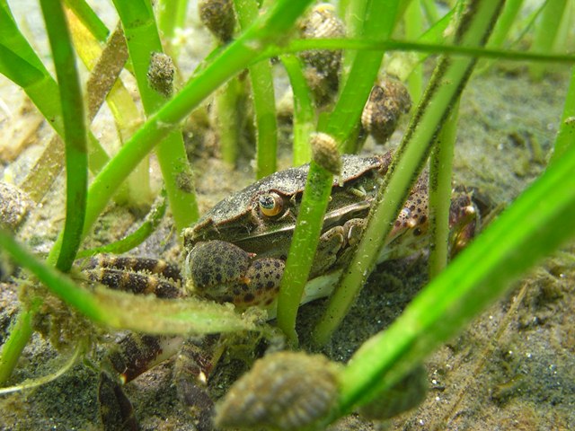 アマモ場に隠れるカニ（蒲郡市）