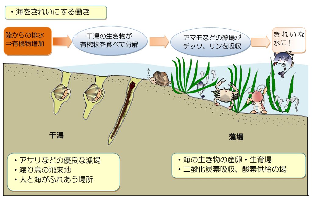 干潟や藻場のはたらき画像