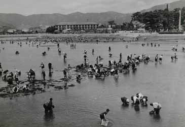 竹島海岸の潮干狩り（昭和30年代）