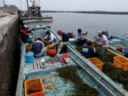 アマモの種子採取　画像