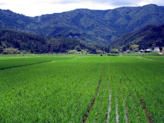 設楽町の田園風景（初夏）